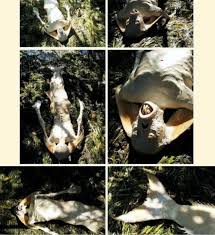 images (4)